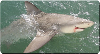 Islamorada Shark Fishing